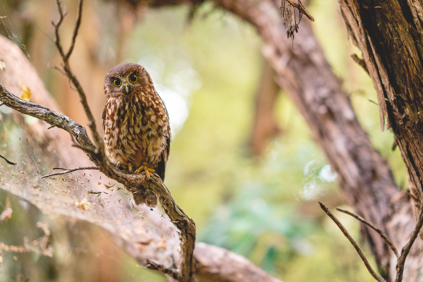 Friendly NZ native morepork in the bush at Great Barrier Island in New Zealand. Photo by Sony Ambassador Stefan Haworth