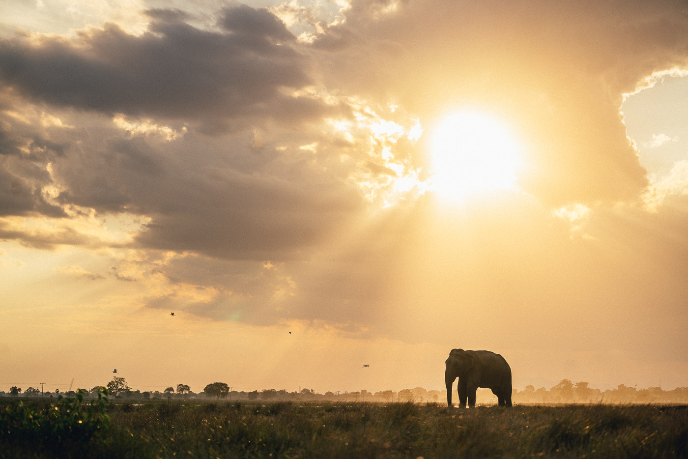 Wild Elephant at sunset in Sri Lanka. Photo by Sony Ambassador Stefan Haworth