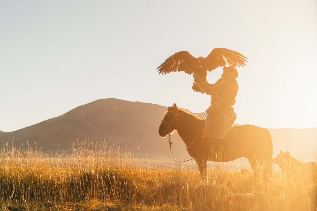 kazakh eagle hunting on a horse during sunset in Mongolia