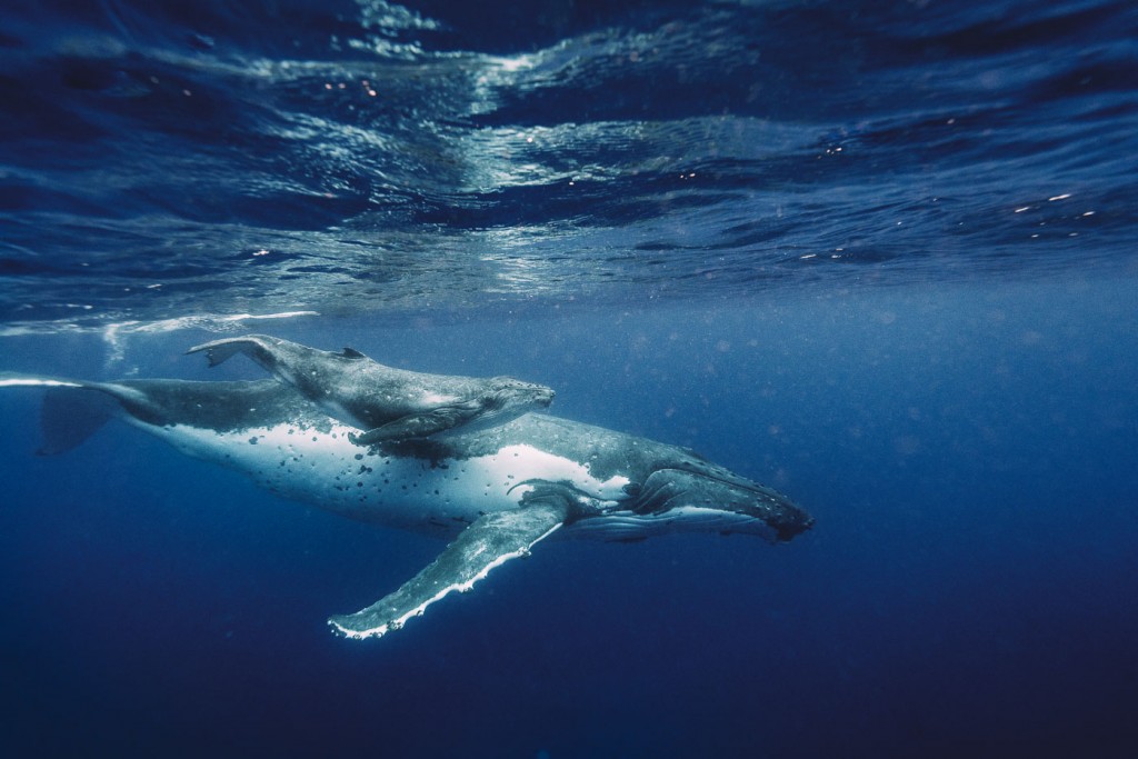 Swimming With Whales In Tonga Stefan Haworth