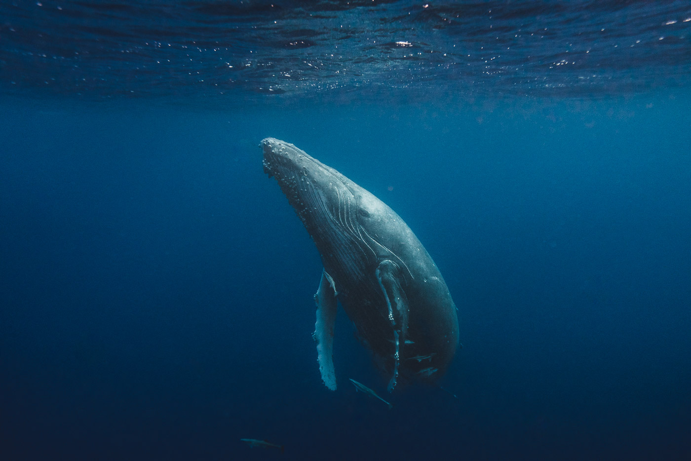 Humpback whales in Vava'u Tonga