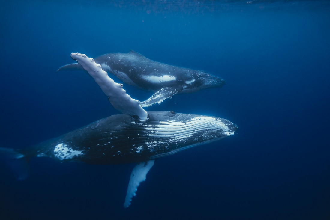 Humpback whales in Vava'u Tonga