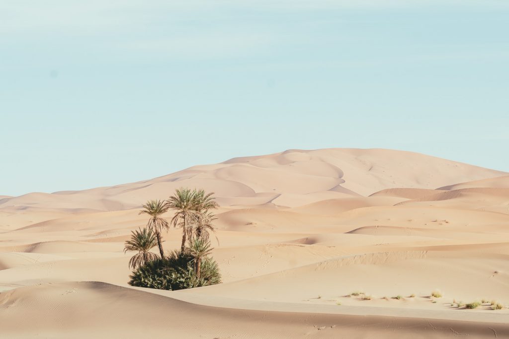 Palm tree oasis in Sahara desert, Morocco