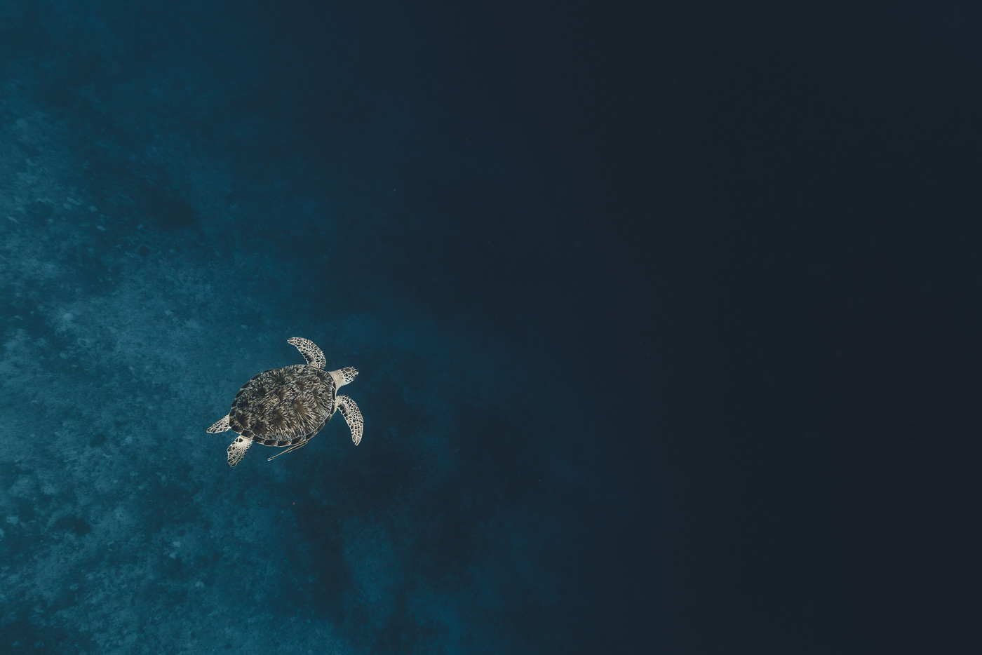 Sea turtle in the Philippines Ocean