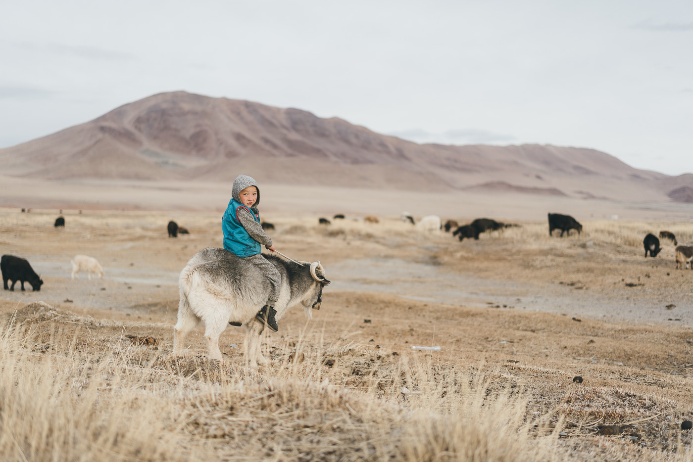 Mongolian kid riding on the back of his goat in the western Mongolian Mountains. Captured by adventure photographer Stefan Haworth