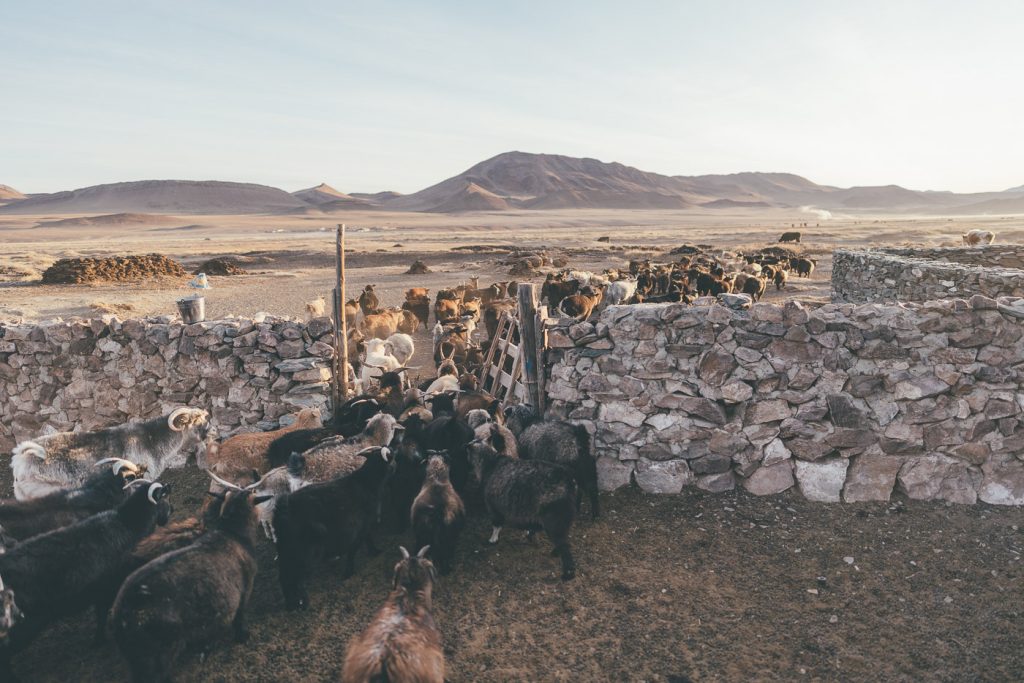 Releasing the goats from the pen at sunrise on the Mongolian farm. Captured by adventure photographer Stefan Haworth