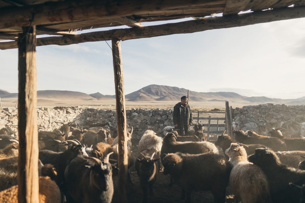 Local Mongolian farmer counting goats in mountains of western Mongolia. Captured by adventure photographer Stefan Haworth