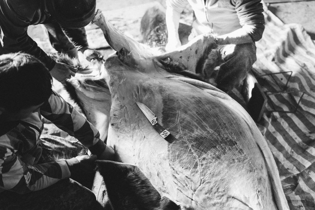 Mongolian farmers cutting horse meat for the winter slaughter in the storage room in Mongolia. Captured by adventure photographer Stefan Haworth