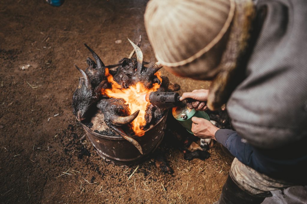 Singeing the hair of the goats heads by Mongolian farmer for the winter meat harvest in western Mongolia. Captured by adventure photographer Stefan Haworth