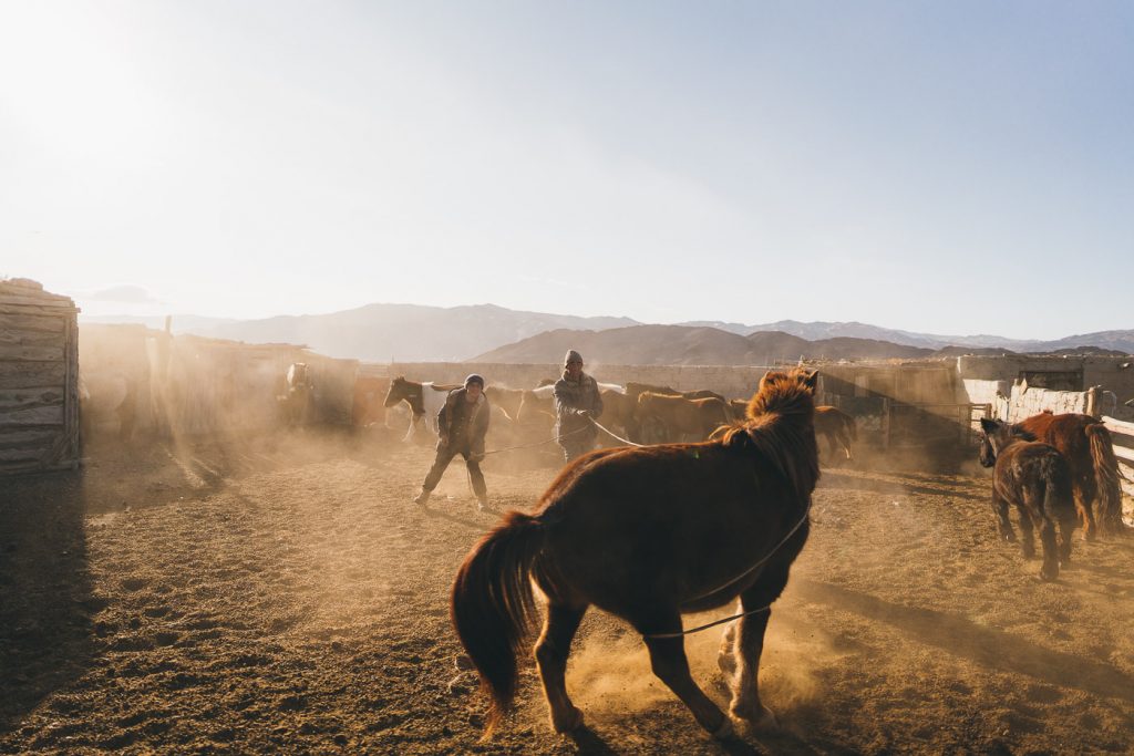 Local Mongolian farmers lassoing and breaking in a wild horse in mountains of western Mongolia. Captured by adventure photographer Stefan Haworth