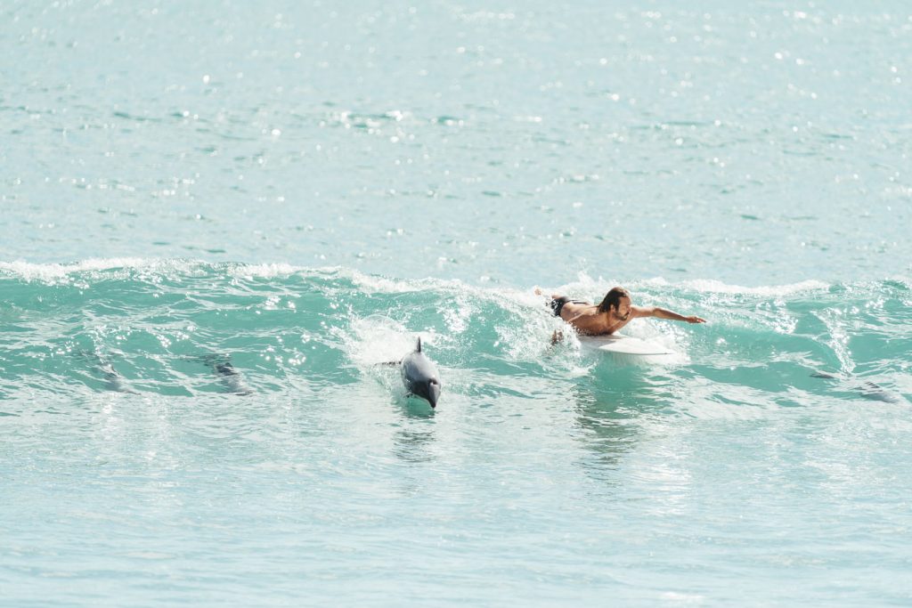 Photographer Stefan Haworth surfing amongst hector dolphins in Jackson Bay on the West Coast of New Zealand