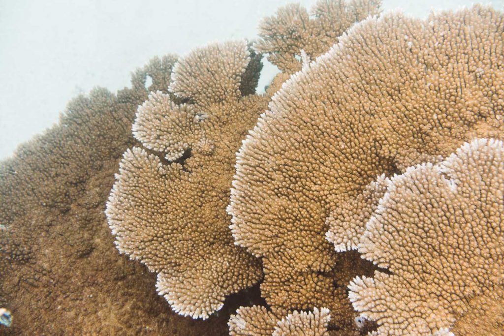 Layers of coral reef at Espiritu Santo Island, Vanuatu