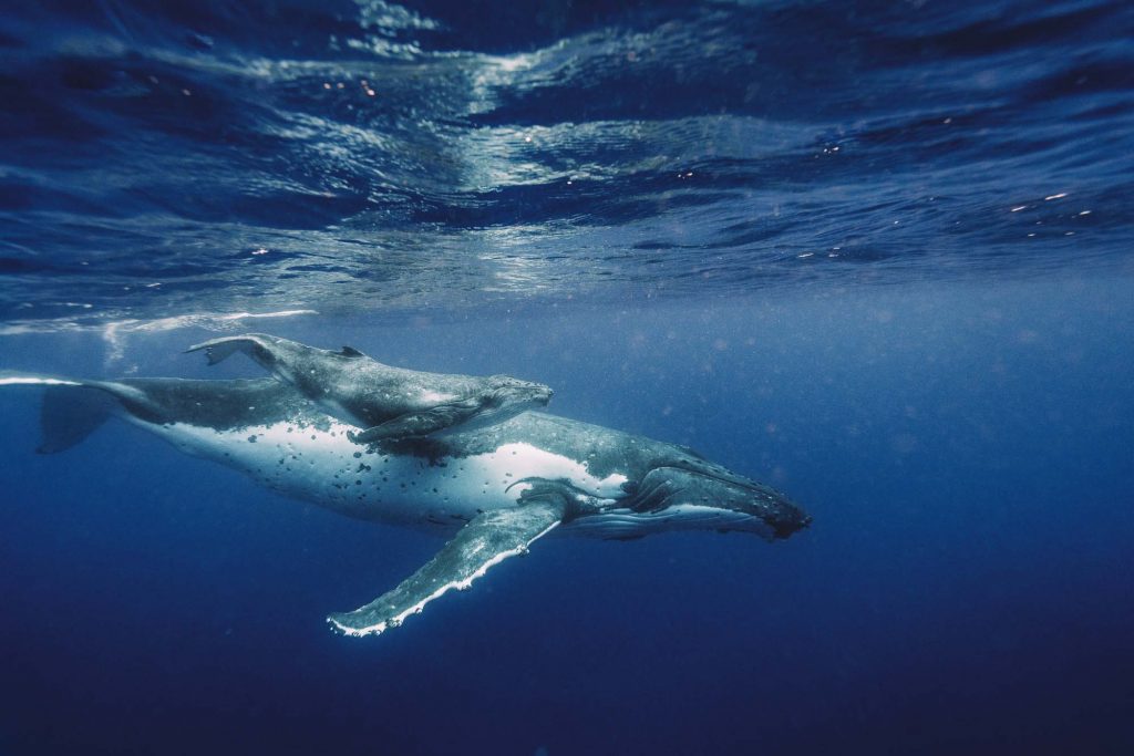 Two humpback whales, a mother and calf, swimming in Tongan waters, Vavau.