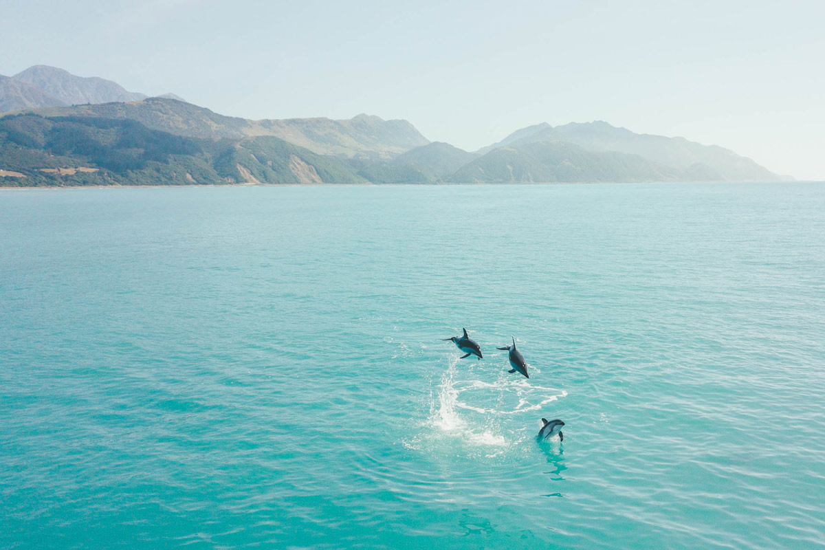 Fine art print of Dolphin Jump from Queenstown Photographer Stefan Haworth, NZ. Image captured in Kaikoura, New Zealand