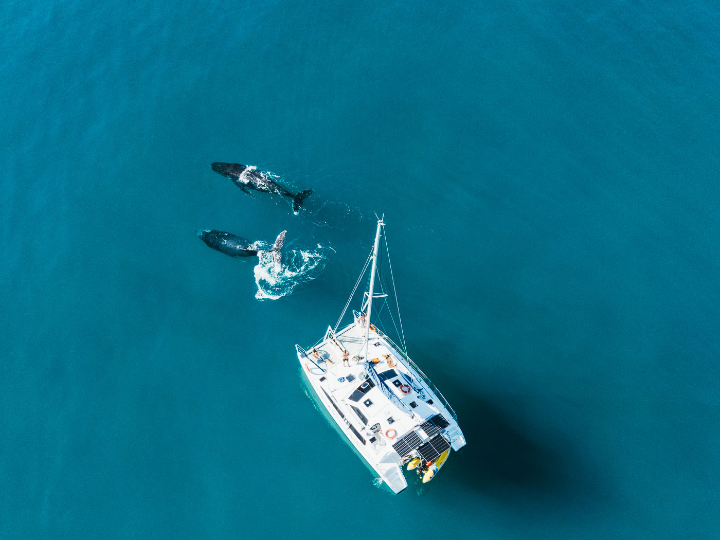 Swimming with Humpback Whales in Hervey Bay- A Multi-Day Catamaran Adventure-