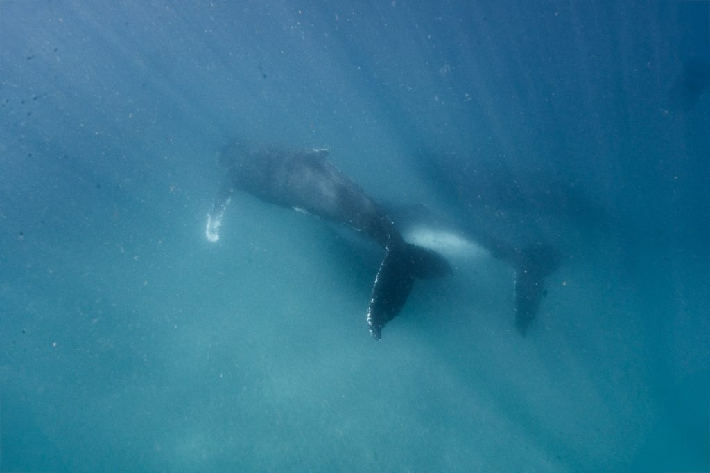 Swimming with Humpback Whales in Hervey Bay- A Multi-Day Catamaran Adventure-02925
