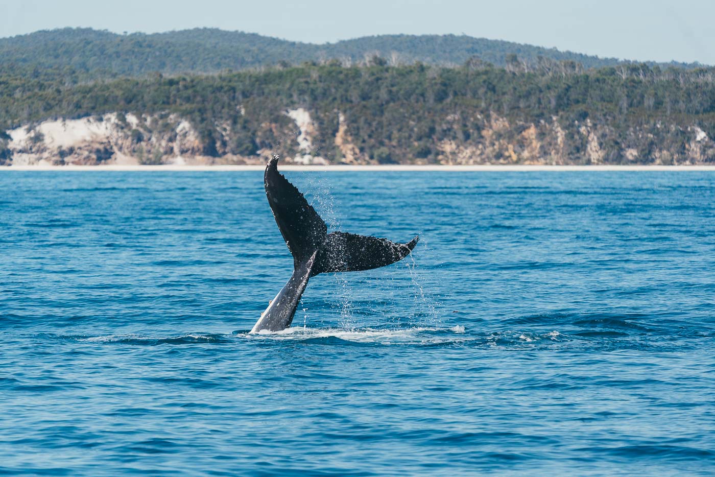 Swimming with Humpback Whales in Hervey Bay- A Multi-Day Catamaran Adventure-05697