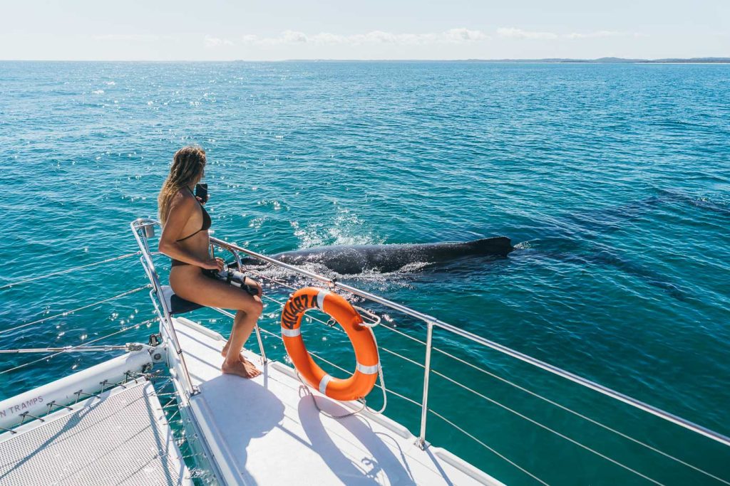 Swimming with Humpback Whales in Hervey Bay- A Multi-Day Catamaran Adventure-06403