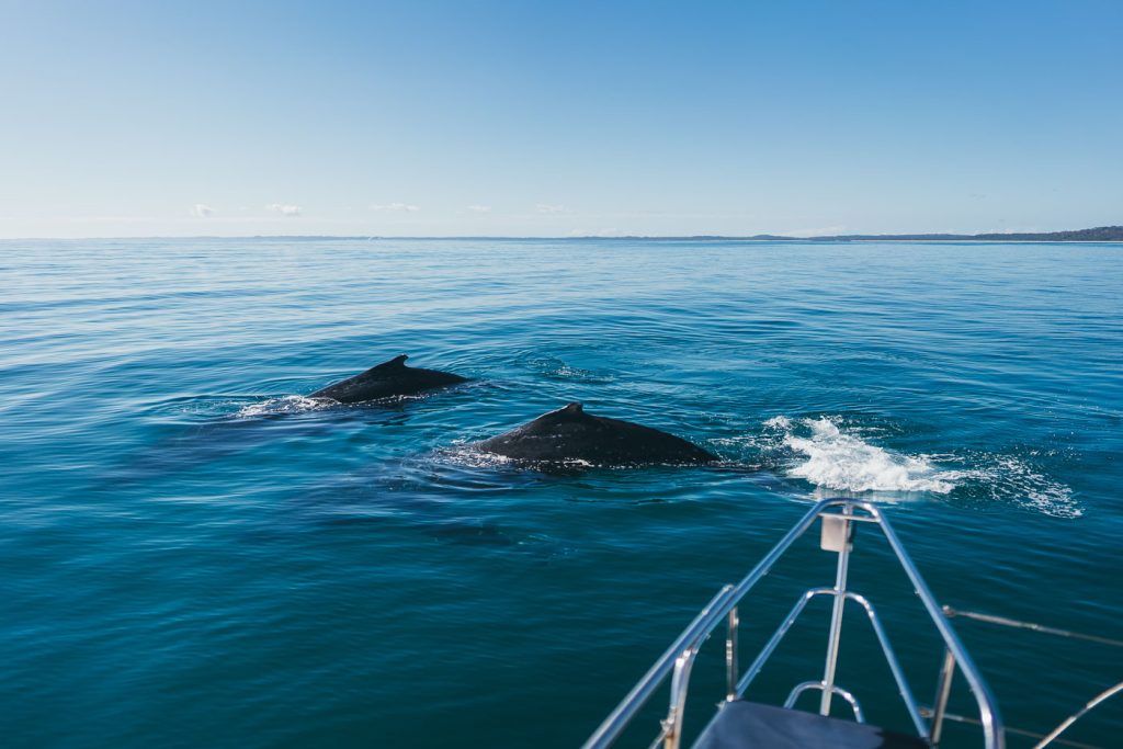 Swimming with Humpback Whales in Hervey Bay- A Multi-Day Catamaran Adventure-06510