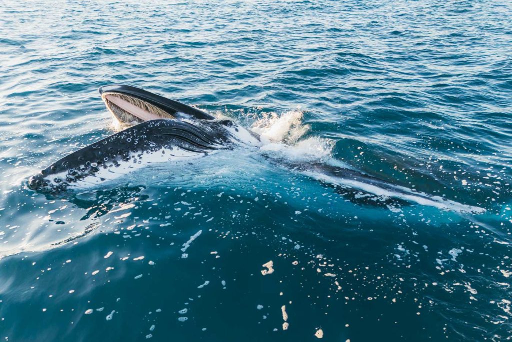 Swimming with Humpback Whales in Hervey Bay- A Multi-Day Catamaran Adventure-10