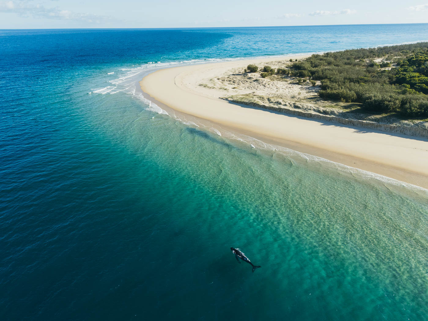 Swimming with Humpback Whales in Hervey Bay- A Multi-Day Catamaran Adventure--3